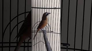 Download lagu pentet macan gacor isian istimewah #pentetmacan mp3