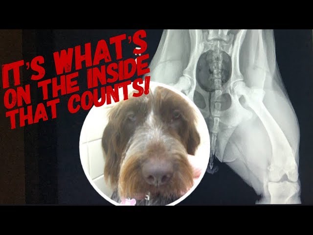 X-Rays: It’s Whats On The Inside That Counts!