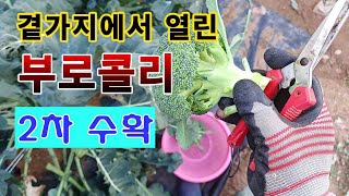 [텃밭농부 1,750]  1차 수확 후 곁가지에서 자란 부로콜리 2차수확. #부로콜리재배