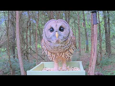 A Barred Owl Lands on Our Woodland Bird Feeder
