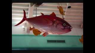 REO - Flying Tuna Trot, SanFran 5-20-78