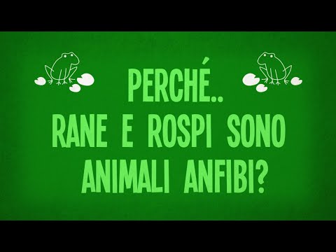Perché rane e rospi sono animali anfibi?
