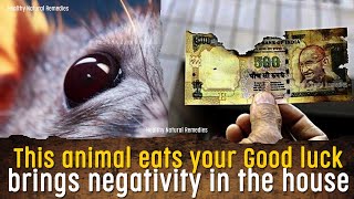 This animal eats your Good luck, brings negativity, poverty | Unlucky things in the house | Vastu