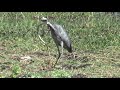 Grey Heron Eating Live Snake