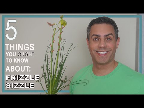 5 Things You Ought To Know About Your Frizzle Sizzle (Albuca Spiralis). Care, Repot + More!