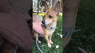 Video preview image #1 Chihuahua Puppy For Sale in Pasadena, CA, USA