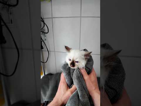 Katze baden zum ersten Mal 🛁🐱 #haustiere #katze #katzenbaby