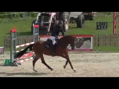 6j. Holsteiner Stute von Lantino