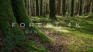The Forest III - 4K Nature Video - Forest 4K Cinematic
