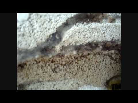 Day 268 - Tetramorium colony in a Pumice Stone Ant Nest [HD]