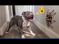 Best Of The Funny Animal Videos Funniest Cat Dog Moments Ever Recorded