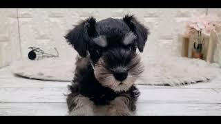 ミニチュアシュナウザーの動画01