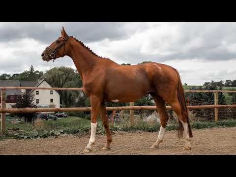 Wallach, 4 jährig //FOR SALE//