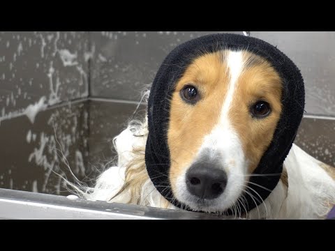 World famous heroic dog...scared of bathtub