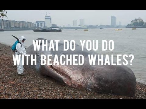 你是如何處理擱淺的鯨魚的？ (What Do You Do With Beached Whales?)