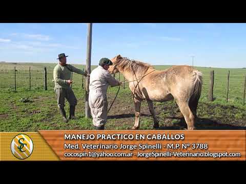 Dr.Jorge Spinelli - Manejo Práctico en Caballos