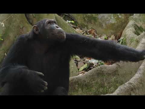 Protecting The Lost Chimpanzees of the Kyambura Gorge