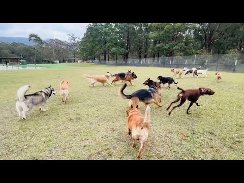 Woohoo, 🎉 Friday vibes are here! The pup squad is bursting with energy!🐕❤️