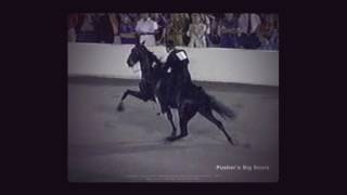 The Tennessee Walking Horse National Celebration