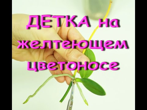 ДЕТКА орхидеи НА ЖЕЛТЕЮЩЕМ цветоносе:СРОЧНО отделяю.Phal.Equestris var.Three Lips(Эквестрис ТриЛипс)