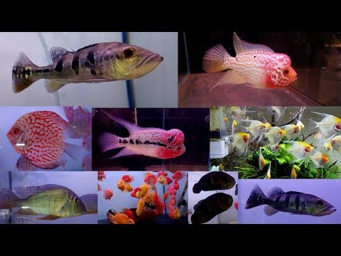 Aakar Aquarium Fish Store Borivali
