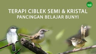 Download lagu TERAPI CIBLEK SEMI dan KRISTAL, untuk ciblek belajar bunyi mp3 Download lagu TERAPI CIBLEK SEMI dan KRISTAL, untuk ciblek belajar bunyi mp3