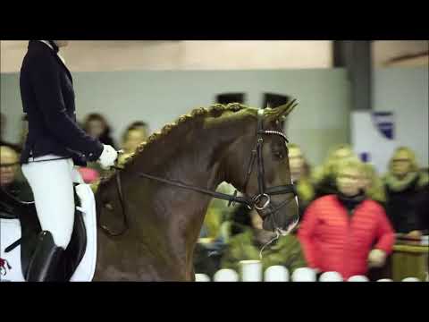 Bentayga - Prämienhengst 2018