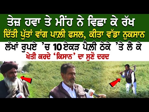 ਤੇਜ਼ ਹਵਾ ਤੇ ਮੀਂਹ ਨੇ ਵਿਛਾ ਕੇ ਰੱਖ ਦਿੱਤੀ ਪੁੱਤਾਂ ਵਾਂਗ ਪਾਲ਼ੀ ਫਸਲ, ਕੀਤਾ ਵੱਡਾ ਨੁਕਸਾਨ