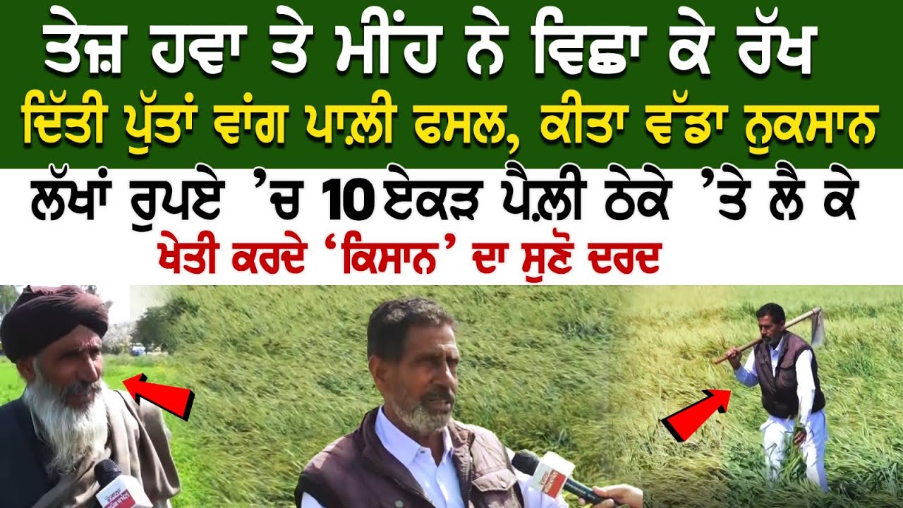 ਤੇਜ਼ ਹਵਾ ਤੇ ਮੀਂਹ ਨੇ ਵਿਛਾ ਕੇ ਰੱਖ ਦਿੱਤੀ ਪੁੱਤਾਂ ਵਾਂਗ ਪਾਲ਼ੀ ਫਸਲ, ਕੀਤਾ ਵੱਡਾ ਨੁਕਸਾਨ ਤੇਜ਼ ਹਵਾ ਤੇ ਮੀਂਹ ਨੇ ਵਿਛਾ ਕੇ ਰੱਖ ਦਿੱਤੀ ਪੁੱਤਾਂ ਵਾਂਗ ਪਾਲ਼ੀ ਫਸਲ, ਕੀਤਾ ਵੱਡਾ ਨੁਕਸਾਨ