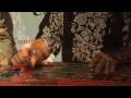 Gary P Nunn Episode Preview of Texas Roadhouse Live