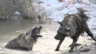 preview picture of video 'Brown Hyena fight 2 at Tau game Lodge Madikwe 2'