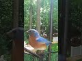 Splendid Male Bluebird Returns to the Feeder