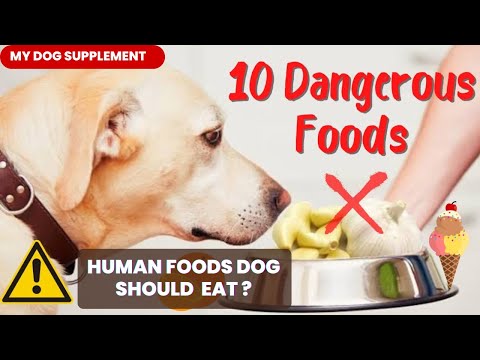 Can Dogs Eat Human Foods? Find Out What's Safe! | Expert Guide & Comparison #dog #pets #dogfood