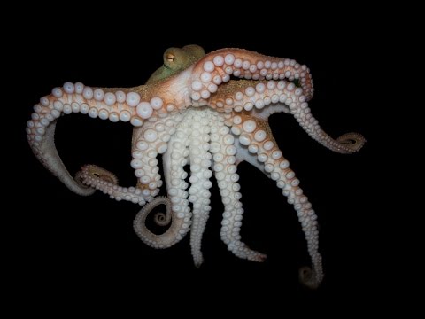 Octopus ATTACK!!! +Venomous Lion Fish - Tropical Reef Snorkeling - Papua New Guinea