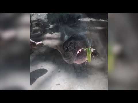 Dogs Try To Get Grasshopper on The Glass Wall