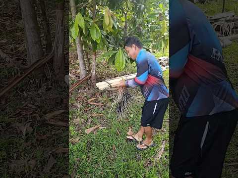 Sítio Recanto Verde Santão Santa Maria Tracuateua Pará #interior #belem #amigos