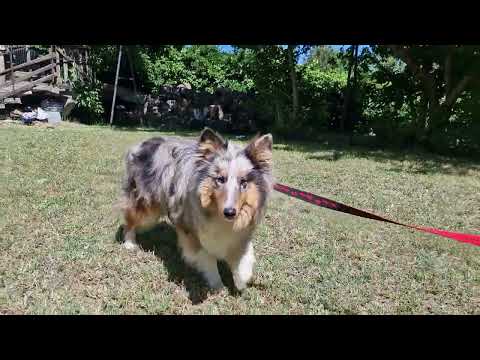 Sheltie Welpe kaufen