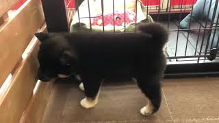 柴犬の動画01