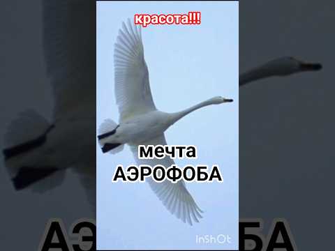 МЕЧТА АЭРОФОБА!!!👍