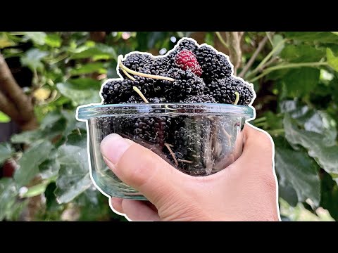 桑の実を摘む時期 #shorts