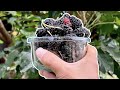 When To Pick Mulberries #shorts