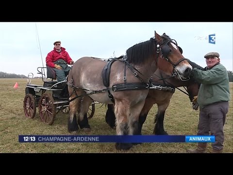 Deux chevaux de trait ardennais au salon de l’agriculture