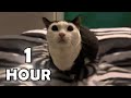 Aw Aw Aw Aw Cat Meme 1 Hour Aw Aw Aw Aw Aw Cat Original 1 Hour