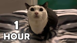 Download lagu Aw Aw Aw Aw Cat Meme 1 Hour / Aw aw aw aw aw Cat Original 1 Hour mp3