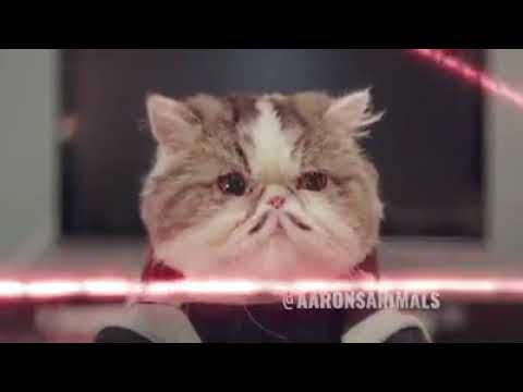 Aarons cats detrás de cámaras