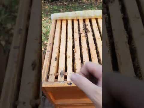 tretman protiv varoe 2022 god.