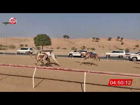 الشوط 14 (صولجان) لـ خلفان نايع الشاوي الغفلي 8:04 , شارة الديوان 2025/10/26 ايذاع اللبسه 