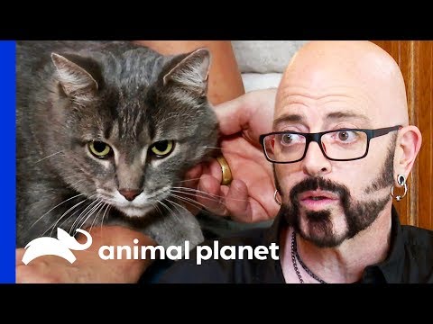 Jekyll And Hyde Cat Only Attacks His Owners At Night | My Cat From Hell