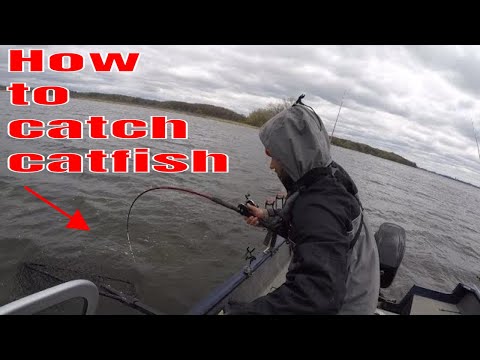 HOW to Catch BIG Spring Catfish in Shallow Water