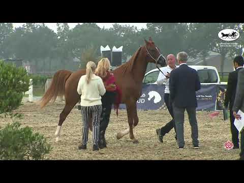 N 103 MASTER   Arabian Horse Weekend 2021   International